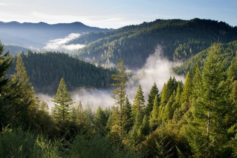 How Plants Remember Stress