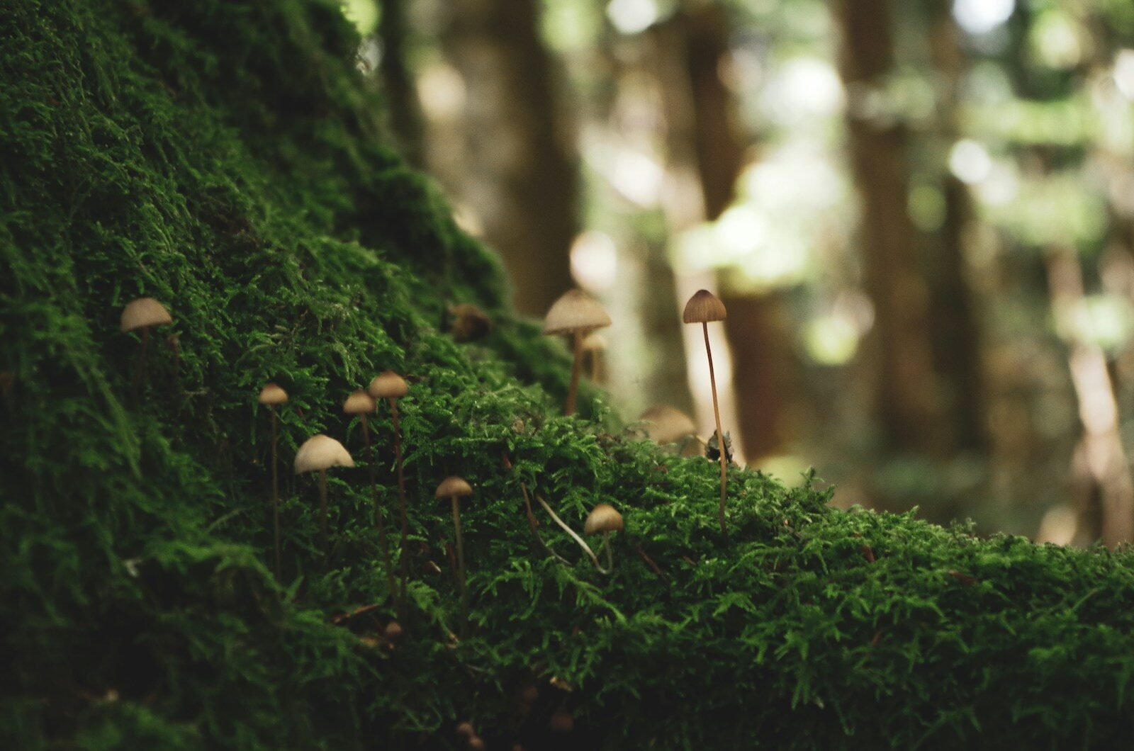 brown mushrooms on green moss