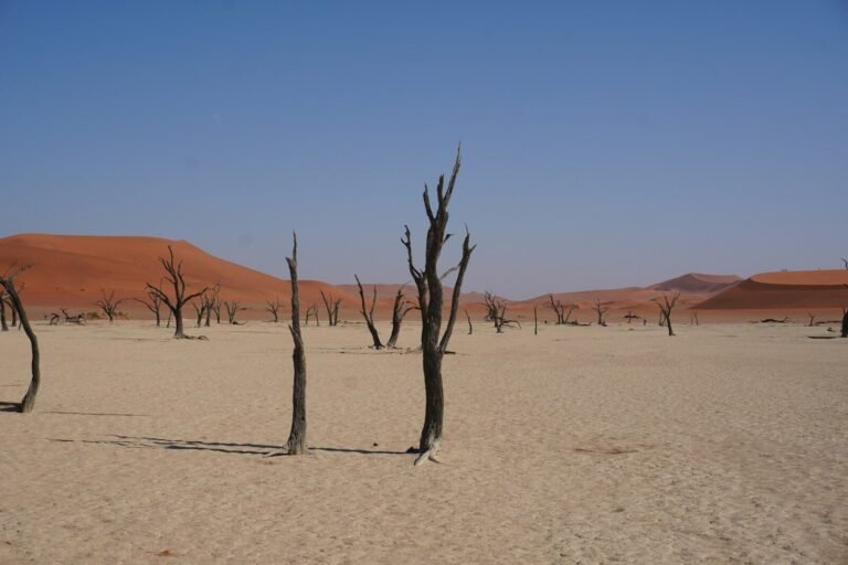 Dead trees in the middle of a desert