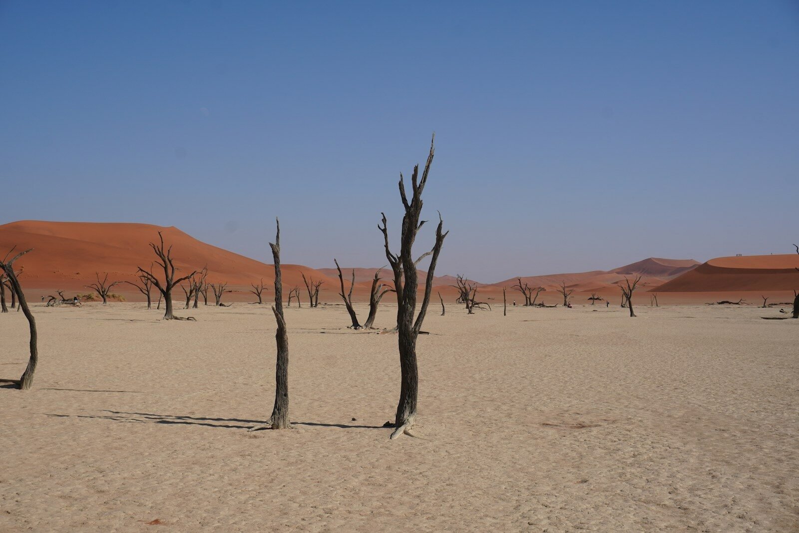 Dead trees in the middle of a desert