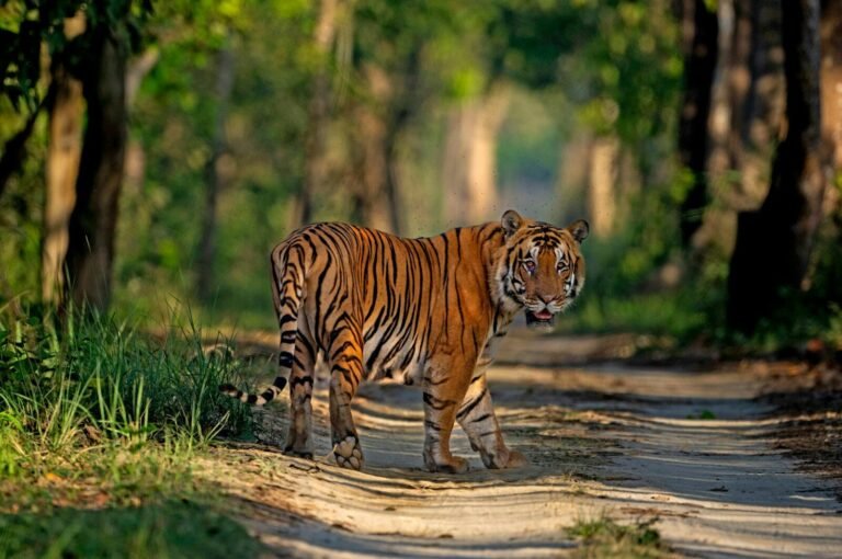 A tiger stands on a dirt path in a forest.