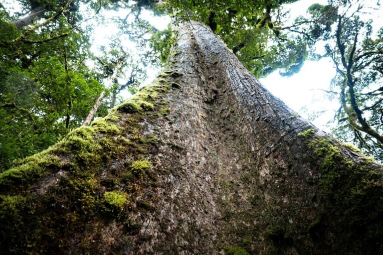 Looking up at a massive, mossy tree trunk