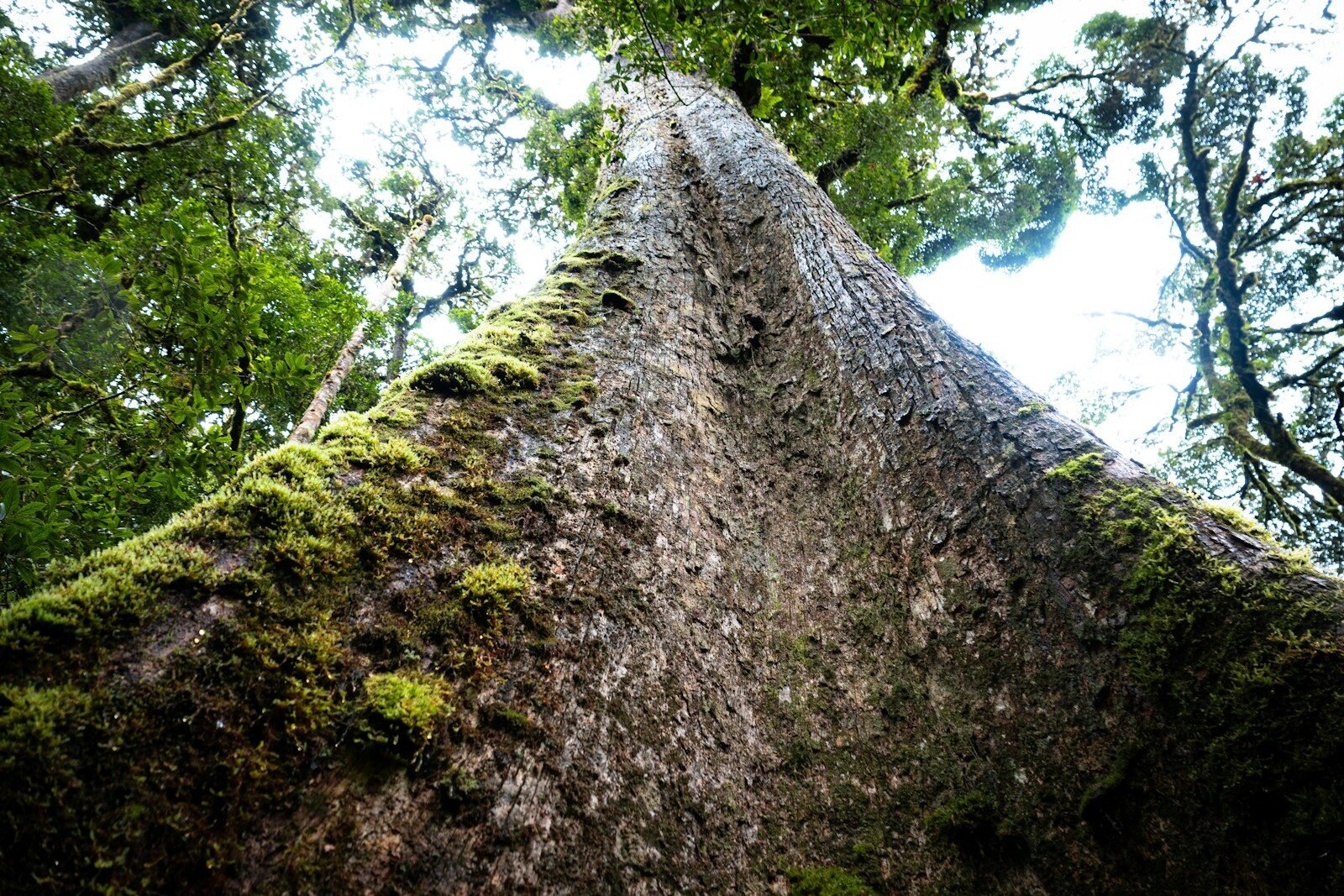 Looking up at a massive, mossy tree trunk