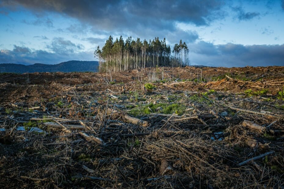 A small cluster of tall trees surrounded by a vast area of cleared forest