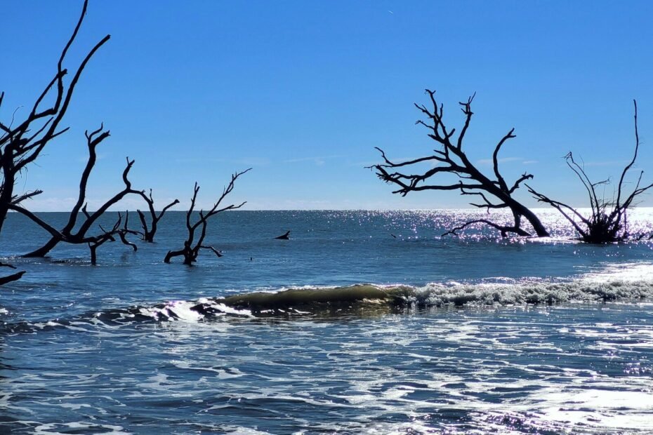 A body of water surrounded by dead trees