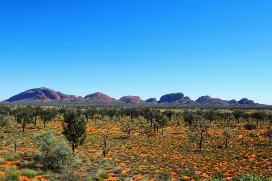 a field of orange flowers with mountains in the background